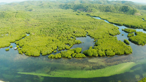 istock Aerial view of Mangrove forest and river 1172332105