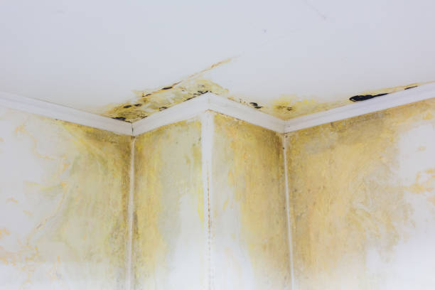 istock Mold on white background, fungus on white background, bacteria on white surface, Mold growth on white surface. 1172334858