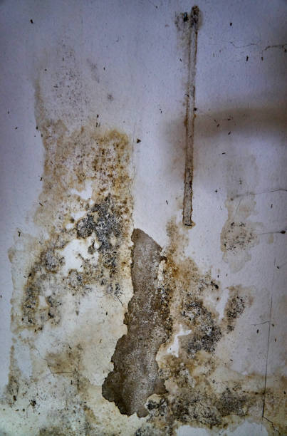 istock Mildewed walls with different types of mold. Close-up. 1172335650