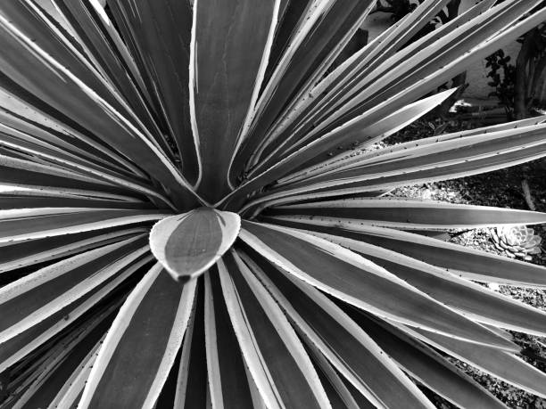 istock Black and White - Agave plant 1172336502