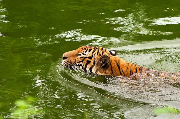 istock Tiger in a Lake 117233755