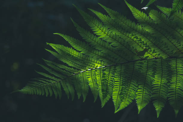 istock Fern Background stock photo 1172338098