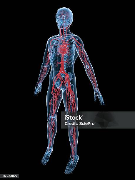 Naczyń Krwionośnych - zdjęcia stockowe i więcej obrazów Anatomia człowieka - Anatomia człowieka, Biologia - Nauka, Ciało ludzkie