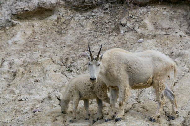 istock Canadian Mountain Goats 1172338505