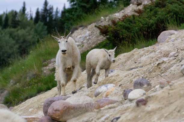 istock Canadian Mountain Goats 1172338539