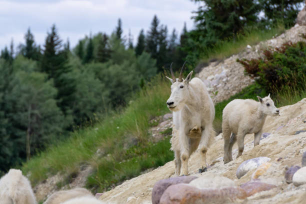 istock Canadian Mountain Goats 1172338567