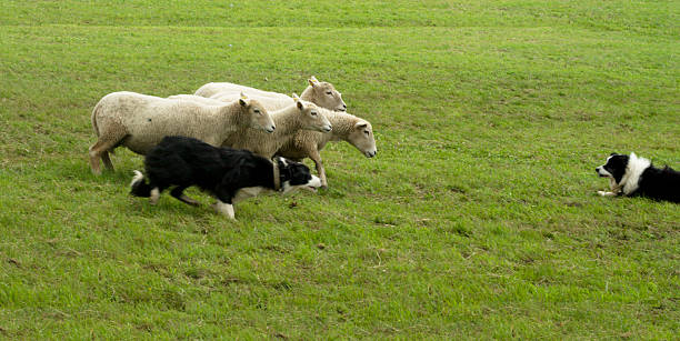 Sheepdog – Foto