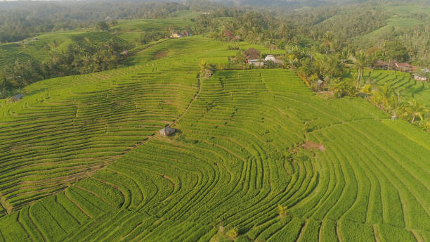 istock rice fields with agricultural land in indonesia 1172338896