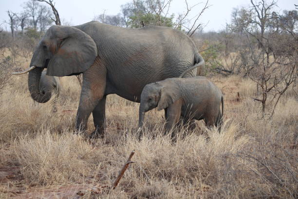 istock Mother Elephant with baby 1172339026