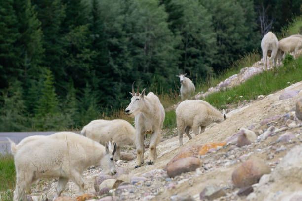 istock Canadian Mountain Goats 1172339091