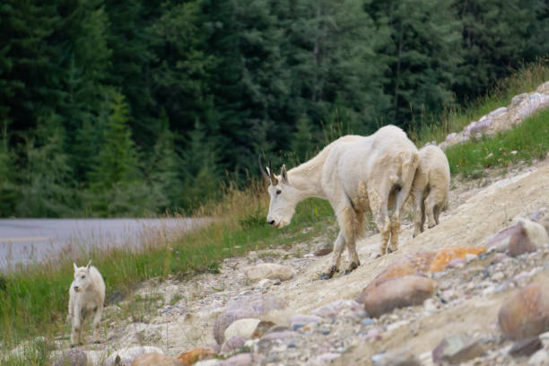 istock Canadian Mountain Goats 1172339098