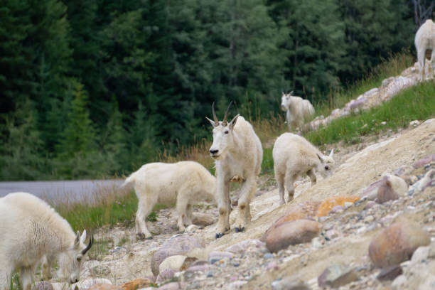 istock Canadian Mountain Goats 1172339116