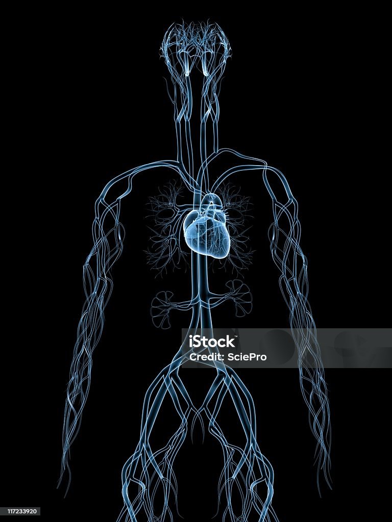 Medizinische illustration - Lizenzfrei Anatomie Stock-Foto