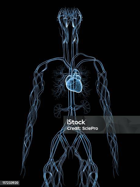 Sistema Vascular - Fotografias de stock e mais imagens de Anatomia - Anatomia, Artéria Humana, Biologia