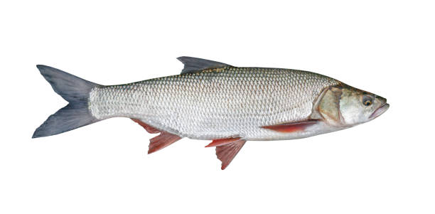 istock fishing catch - Aspius, isolated over white 1172340538