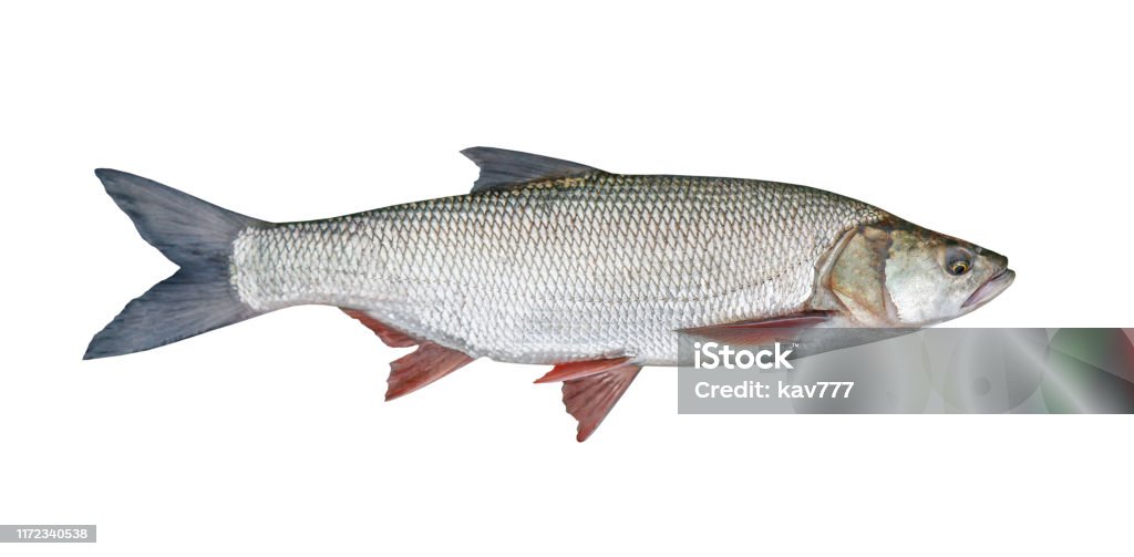 fishing catch - Aspius, isolated over white Activity Stock Photo