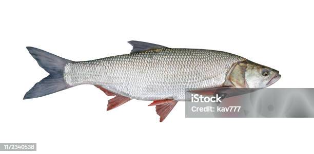 Fishing Catch Aspius Isolated Over White Stock Photo - Download Image Now - Activity, Animal, Animal Body Part