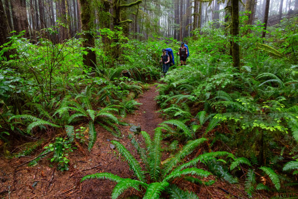 istock Hiking Juan de Fuca Trail 1172344134