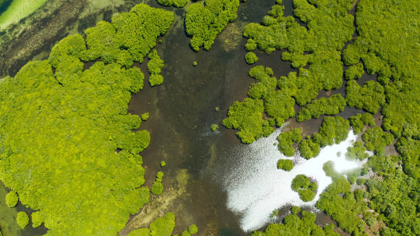 istock Aerial view of Mangrove forest and river 1172344597
