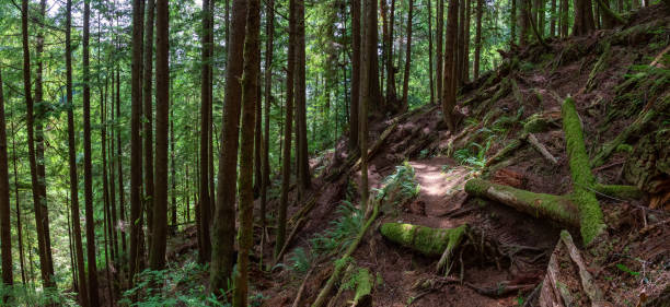 istock Juan de Fuca Trail 1172344604