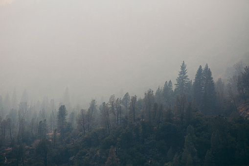 hazy forest landscape after fire