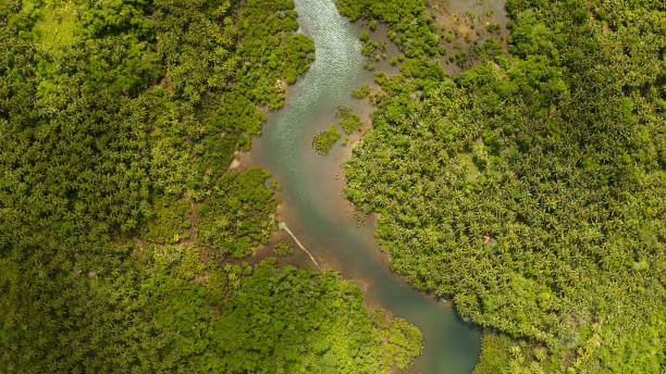 istock Aerial view of Mangrove forest and river 1172347047