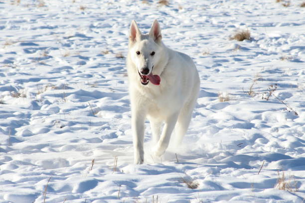 istock White german shepherd tongue hanging out running through snow 1172347891