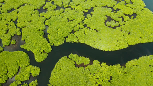 istock Aerial view of Mangrove forest and river 1172347893