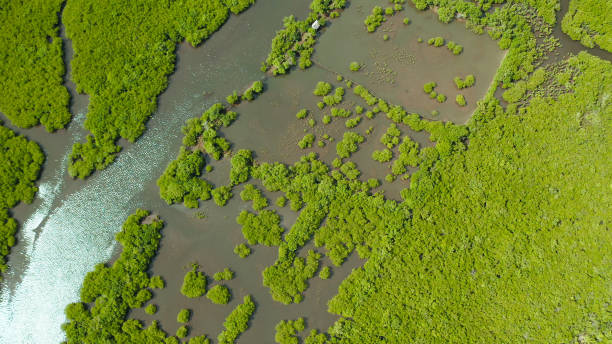 istock Aerial view of Mangrove forest and river 1172348936