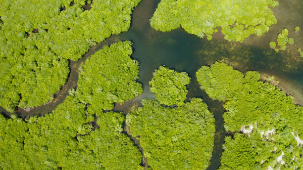 istock Aerial view of Mangrove forest and river 1172349246