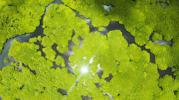 istock Aerial view of Mangrove forest and river 1172349470
