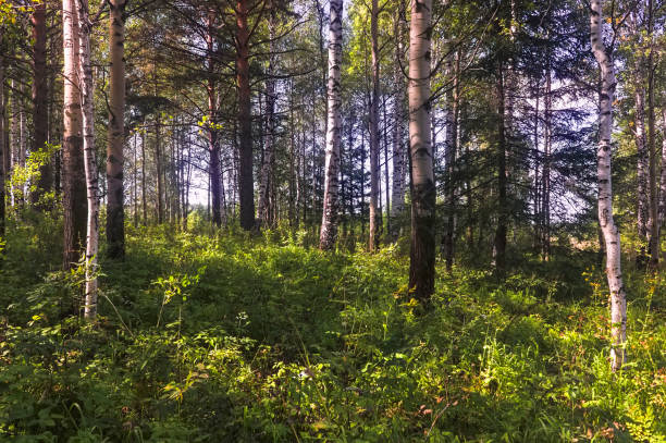 istock Summer scene in a birch forest lit by the sun. Summer landscape with green birch forest. White birches and green leaves. 1172349596