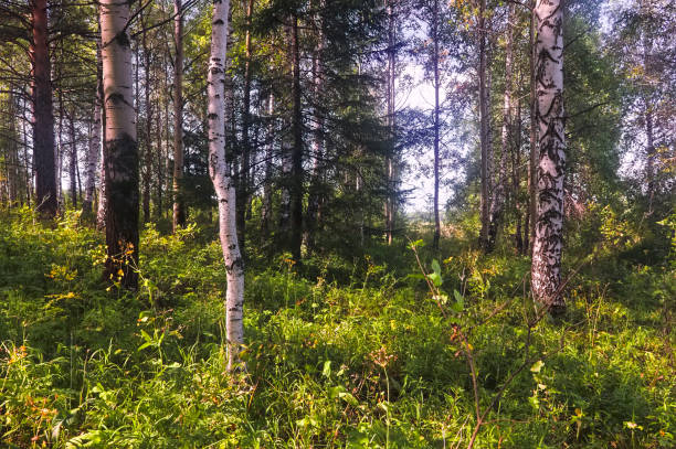 istock Summer scene in a birch forest lit by the sun. Summer landscape with green birch forest. White birches and green leaves. 1172349598