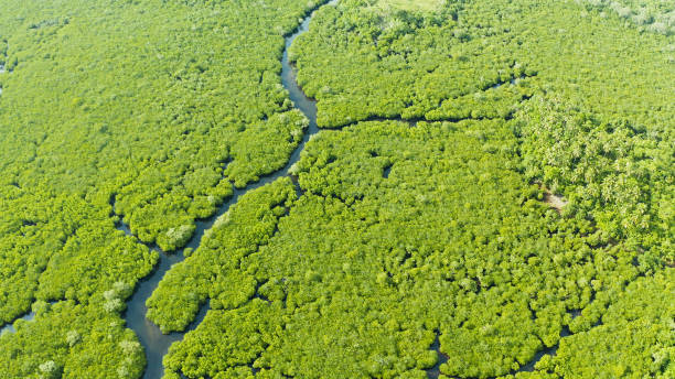 istock Aerial view of Mangrove forest and river 1172349823