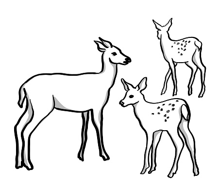 mother deer and her fawns.  simple sketch illustration in vector format.