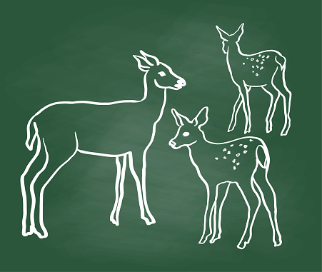 mother deer and her fawns.  simple sketch illustration in vector format.