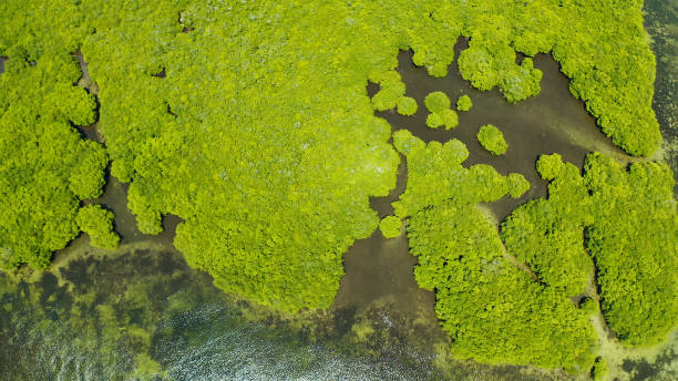 istock Aerial view of Mangrove forest and river 1172350778