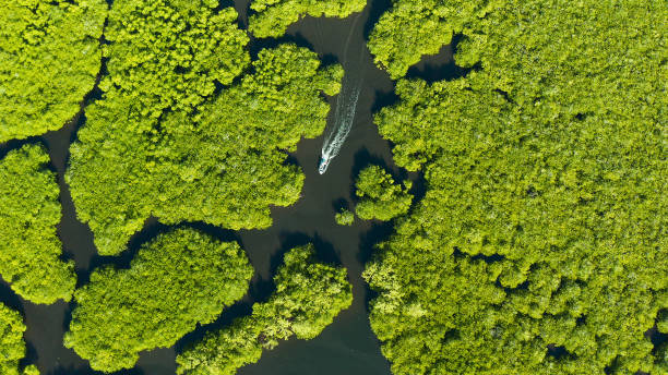 istock Aerial view of Mangrove forest and river 1172352696