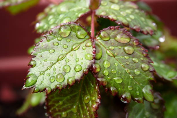 istock Water drops on the leaves 1172352891