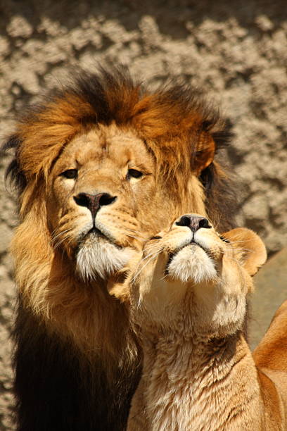 istock Lion and Lioness 117235517