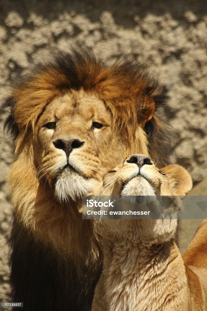 Lew i Lwica - Zbiór zdjęć royalty-free (Afryka)