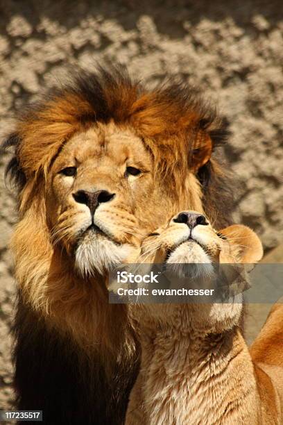 Lew I Lwica - zdjęcia stockowe i więcej obrazów Afryka - Afryka, Dziki kot, Dzikie zwierzęta