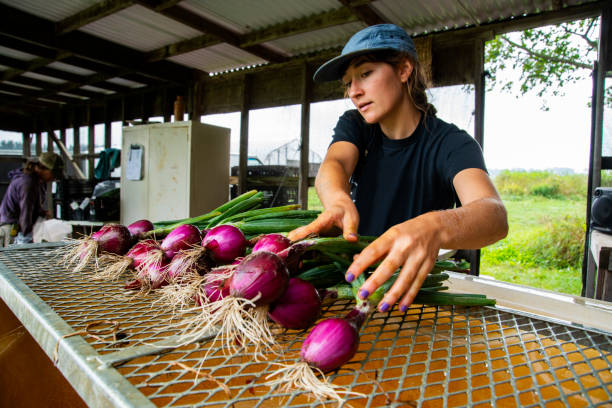 Un giovane agricoltore biologico che smista cipolle rosse appena raccolte per il mercato - foto stock