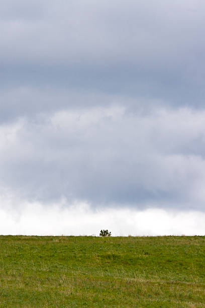 Árvore e Céu - fotografia de stock