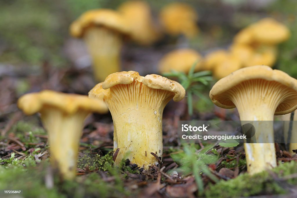 chanterelles croissance dans la nature sauvage - Photo de Aliment libre de droits