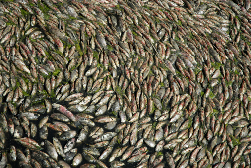Rotting fishes in lake