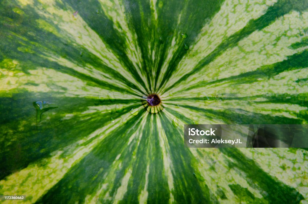 Radial lines on the peel of a watermelon with a drop of water in the center. Horizontal Stock Photo