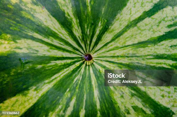 Radial Lines On The Peel Of A Watermelon With A Drop Of Water In The Center Stock Photo - Download Image Now