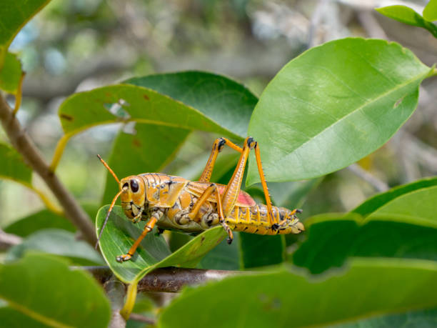 istock colorful lubber grasshopper clings to grass stalk 1172360937