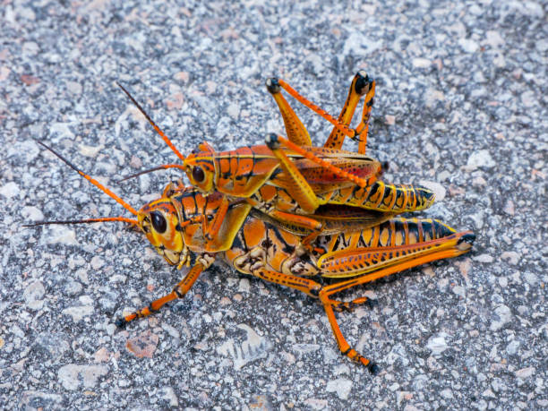 istock colorful lubber grasshopper clings to grass stalk 1172361073